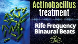 Actinobacillus treatment  Healing Rife Frequency  Binaural Beats [upl. by Meredeth]