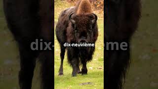 🦬 Le Bison  Survivant passé tout près de lextinction 🦬 [upl. by Bensky]