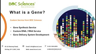 What is a gene  The Gene Explained  What Do Genes Do  Gene Therapy Basics  BOC Sciences [upl. by Ursala437]