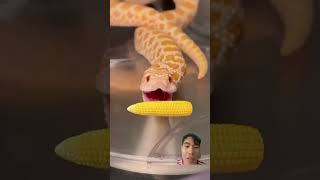 Its corn 🌽 corn funny snake animals [upl. by Joeann]