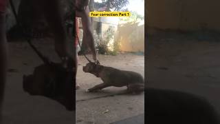 Pitbull fear correction part 1 dogtraining [upl. by Miah]