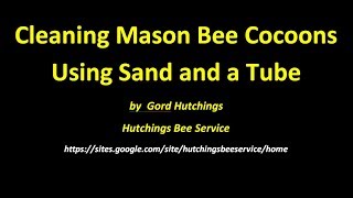 Orchard Mason Bees  Cocoon Cleaning Using Sand And Tube Method [upl. by Newel]