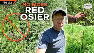 Why I wont Plant Red Osier Dogwood Again  Dream Farm w Bill Winke [upl. by Sondra213]