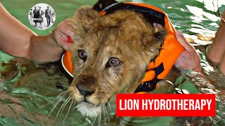 Cute Alert Lion cub paddles back to health [upl. by Gilboa]