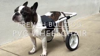 DIY French Bulldog PVC Dog Wheelchair [upl. by Kern]