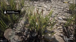 Red Dead Online  5 Common Bulrush Picked  Daily Challenge  High Spawn Locations [upl. by Dorej]