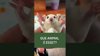 QUAL É O ANIMAL MAIS FOFO DO MUNDO [upl. by Osric]