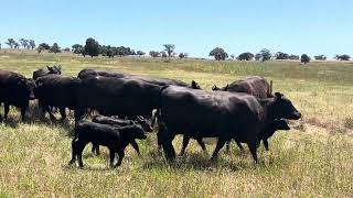 16 x 16 ANGUS 2ND CALVERS AC COSIER [upl. by Nala]