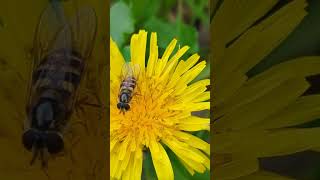 A female Hoverfly Eupeodes corollae on a Dandelion flower with a guest appearance from a tiny wasp [upl. by Bael971]