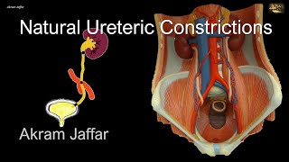 Ureter Anatomy Key Sites of Narrowing and Potential Stone Impactions [upl. by Nezah171]