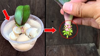 The magical secret for orchids to take root quickly First time sharing [upl. by Amalbena]