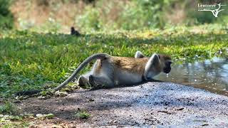 Vervet does Push up to drink [upl. by Ebeohp]