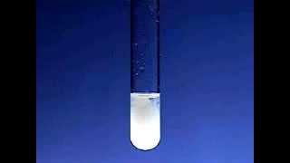 Reaction of NaCl sodium chloride and AgNO3 silver nitrate then Ammonia [upl. by Ru936]