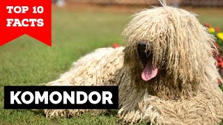 Komondor  Top 10 Facts [upl. by Etiuqram]