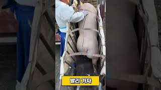 아찔한 돼지 상차 작업 축산 상하차 loading pig livestock [upl. by Ralaigh253]