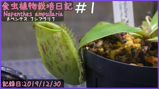 食虫植物栽培日記 Nepenthes ampullaria＃1《ネペンテス》 [upl. by Ynor9]