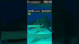 Hammerhead Sharks Unique Vision 🦈 amazingfacts factsinhindi amazing facts fact [upl. by Kata]