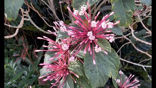 How to propagate starburst clerodendrum [upl. by Sennahoj]