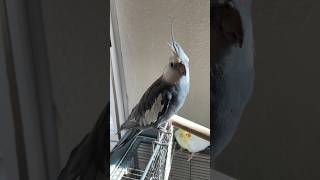 😍birds shortsclip ninfa ninfas aves shorts short nymph shortvideo birds calopsita new [upl. by Imhskal]