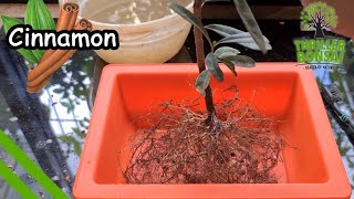 Making Cinnamon Bonsai  From Nursery stock [upl. by Linzy]