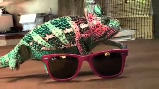 Super Chameleon  Ray Ban sunglasses YouTube [upl. by Seira165]