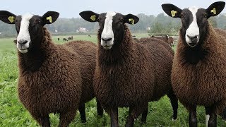 Zwartbles Sheep  Striking Robust Adaptable [upl. by Ed]