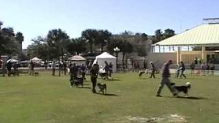 DTCSP Canine Drill Team Part 1 [upl. by Audris523]