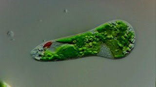 Euglena gracilis  Einzeller des Jahres 2010  protist of the year 2010 [upl. by Orly80]