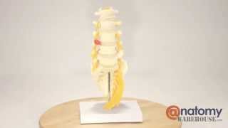 5 Piece Vertebral Column Anatomy Model With Sacrum by AnatomyWarehousecom [upl. by Hultin]