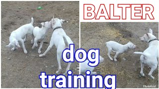 Balter dog training by balter dog [upl. by Dodds]