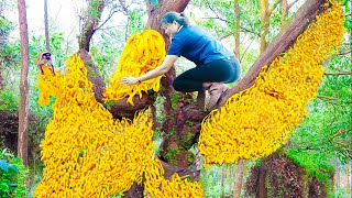 WOMEN Harvesting Forest Kumquat for to cook delicious dishes  Luyen Harvesting [upl. by Atilrahc]