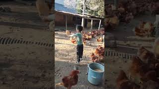 Rural children novice chicken farmers rural freerange chickens freerange chickens 178 [upl. by Nosaes]