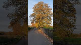 Autumn colours Midhurst 13th Nov 2024 normal hd [upl. by Brace861]