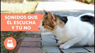 6 SONIDOS que SOLO ESCUCHAN LOS GATOS y los humanos no 🐱💥 [upl. by Ahcsrop28]