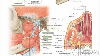 Mastication muscles [upl. by Hercule]