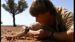 Bearded Dragon bites Steve Irwin on the Nose [upl. by Aninotna534]