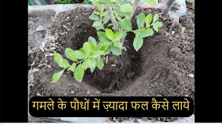 Plant root filling  What is Plant Root Filling पौधों को पोषण देने का बेहतरीन तरीका  रामवाण खाद [upl. by Eniamor480]