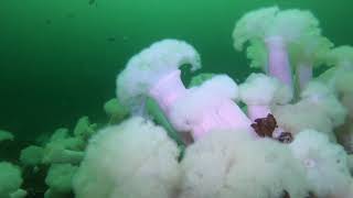 Metridium Anemones in the Metridium Fields off the coast of Monterey California [upl. by Nnylecoj269]