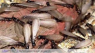 How to Perform a Subterranean Termite Job [upl. by Longley877]