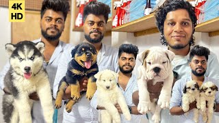 💥Tamil Dog Kennel🐕Imported Quality PuppiesHusky Labrador Rottweiler Puppies Chennai Rare Pets🐶 [upl. by Riorsson]