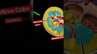 Kidney structure animation riturattewal neet neetncertbiology biology kidneyanatomy study [upl. by Kincaid508]