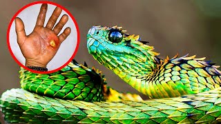 RAREST Snake Species Around The World [upl. by Cart667]