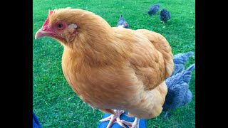 4 Month Update  Buff Orpington Chickens [upl. by Neiv]