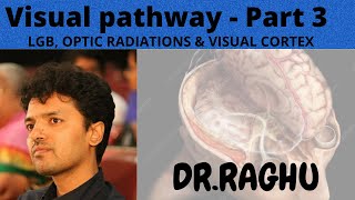 Visual Pathway3 Lateral Geniculate Body Optic Radiations amp Visual cortex [upl. by Avika770]