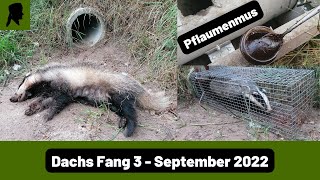 Dachs Fang in BetonrohrfalleFallenjagd KöderTippJagd 2022TrapperInfo [upl. by Natsreik]