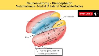 Metathalamus  Medial amp Lateral geniculate bodies  Location  Features  Connections  Comparison [upl. by Seely]