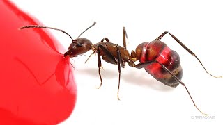 Ants Drinking Red Liquid Candy Timelapse [upl. by Neerbas]