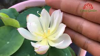 After each rain the lotus flower blooms more beautiful [upl. by Persis]