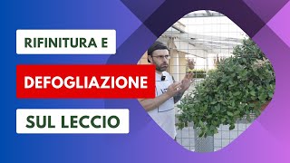 COME ESEGUIRE LA DEFOGLIAZIONE E RIFINITURA SUL BONSAI [upl. by Ahsekar]