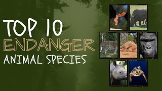 Top 10 Most Intriguing Endangered Species [upl. by Yerok924]